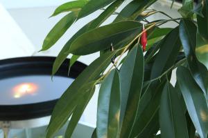 Sensorclips For Plants
